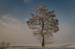 Schneebaum (2) Natur