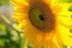 Sonnenblumen - 1