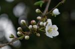 Zwetschgenblüten