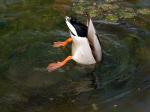 Köpfchen in das Wasser