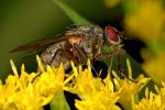 Bestäubte Fliege auf Goldrute