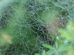 Nasse Spinnweben