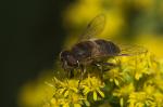 fleißiges Bienchen