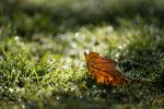 fallen leaf