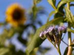 Sonnenblume im Hintergrund