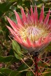 Protea im Kirstenbosch