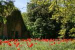 Mohn vor altem Bauernhaus