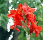 Blüten nach Regen