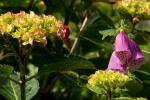 Herzogenriedpark Orchidee