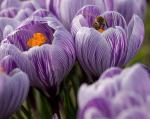 Bienen beim ersten Pollenflug