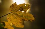 Goldener_Herbst