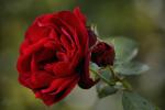 Rote Rose