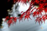 Japanischer Schlitzahorn am Gartenteich