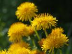 Pusteblume am Wegesrand