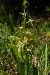 Eulophia plantaginea