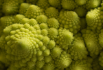 Romanesco Crop Zentrum