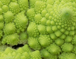 Romanesco Crop Zentrum f11 Stativ mit MPAM Filter