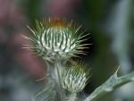 Stachelige Distel