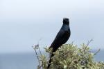 Arroganter Vogel am Kap