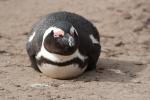 Pinguintorpedo am Boulders Beach