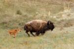 (160) Ein junges Bison lernt das „Rennen“