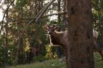 (136)	Elk mit kleinem beleuchtetem Geweih