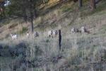 (161)	Big Horn Sheep ohne Ram