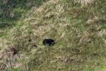 (166)	Black Bear Mama mit zwei Jungen