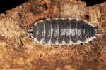 Porcellio hofmannseggi