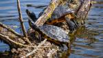 Schildkröten im See