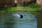 Pinguin im Wasser