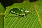 Ensifera Costa Rica