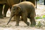 Baby Elefant