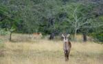 Nyerere Nationalpark