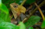 Corytophanes cristatus in Namuwoki