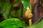 Schnecke im Mabira Forest