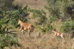 Jacksons Hartebeest