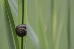 Schnecke hoch hinaus