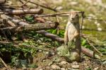 präriehund im "Adamskostüm"