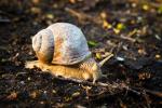 Schnecke im Morgenlicht II