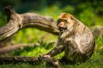 Tierpark Halberstadt