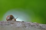 Schnecke_aufgehellt