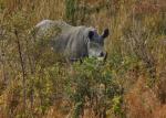 Rhinos im Flussbett
