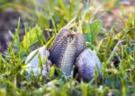 Snails kissing