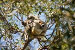 Koalas auf Kangaroo Island