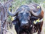 Büffel in Swaziland
