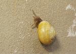 Schnecke klettert