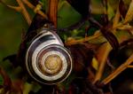 Schnecke im Strauch