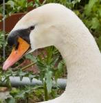 Schwan 01