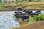 Elefanten in Kidepo
